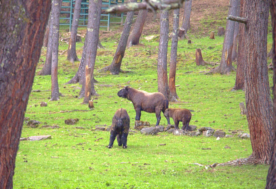 Royal Takin Preserve Motithang, Thimphu, Thimphu District, Bhutan